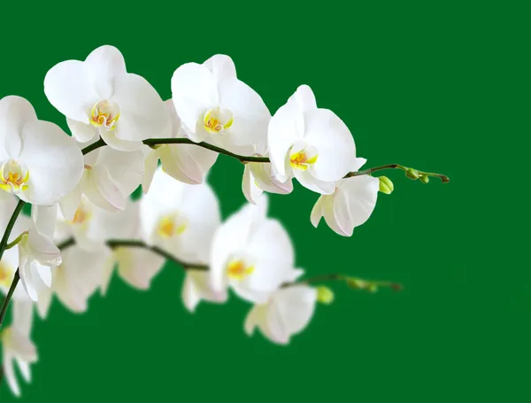 Flores brancas de orquídeas isoladas em fundo verde — Fotografia de Stock