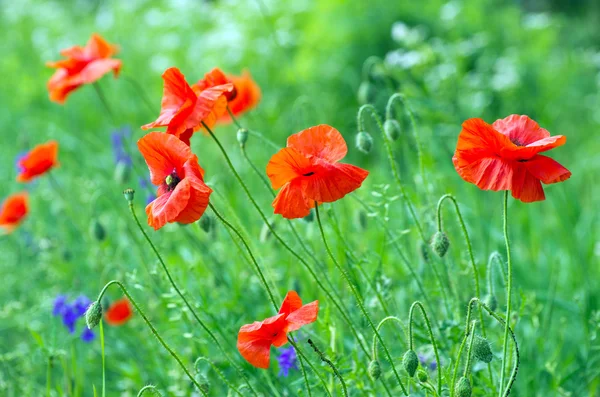 Red poppy on field — Stock Photo, Image