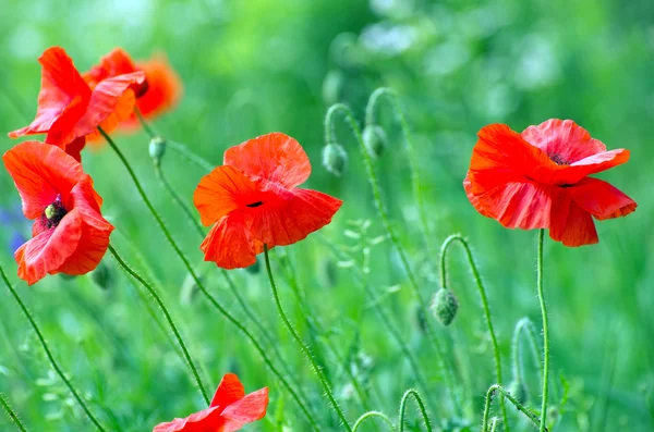 Rode papaver — Stockfoto