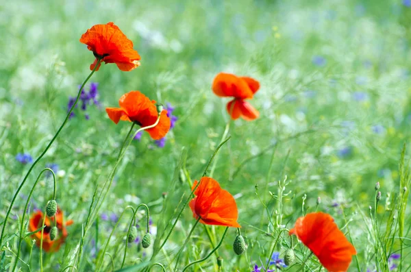 Roter Mohn — Stockfoto