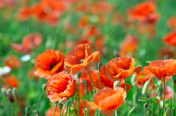 Roter Mohn — Stockfoto