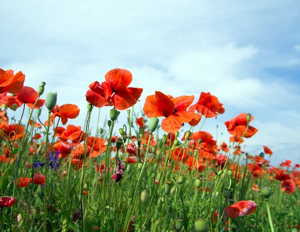 Roter Mohn — Stockfoto