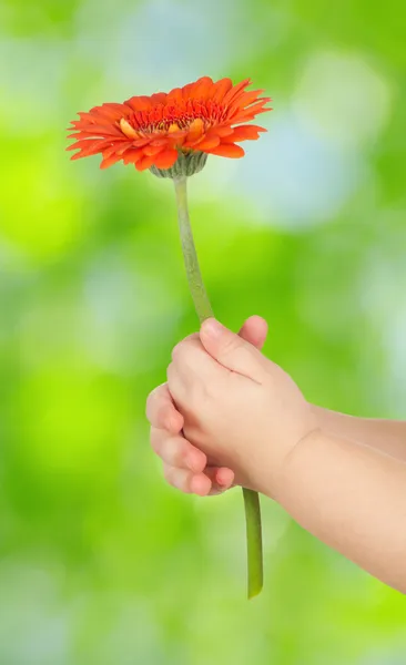 Λουλούδι στα χέρια — Φωτογραφία Αρχείου