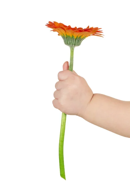 Mano del bambino che tiene fiore — Foto Stock