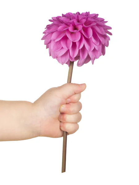 Flower in hand — Stock Photo, Image