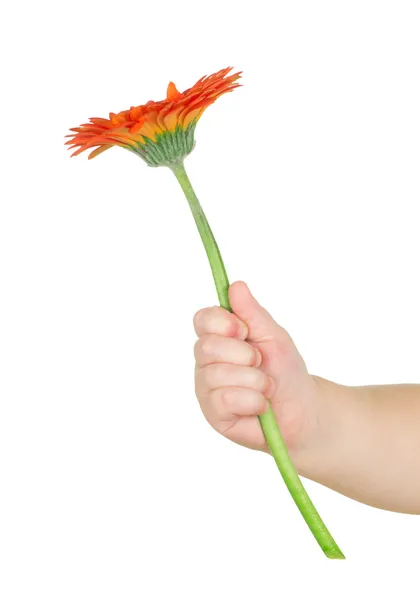Hand holding flower — Stock Photo, Image