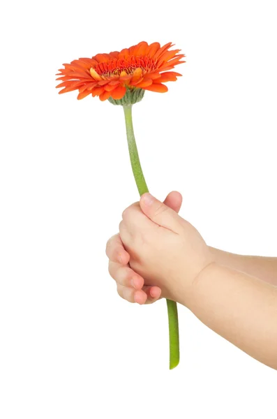 Blomma i händerna — Stockfoto