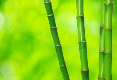 Yeşil Bambu