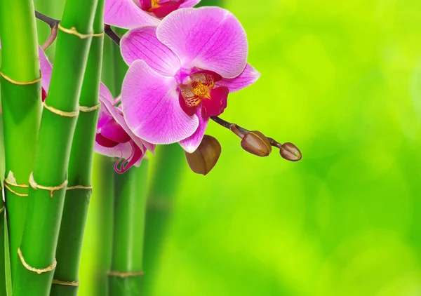 Yeşil Bambu ve orkide — Stok fotoğraf