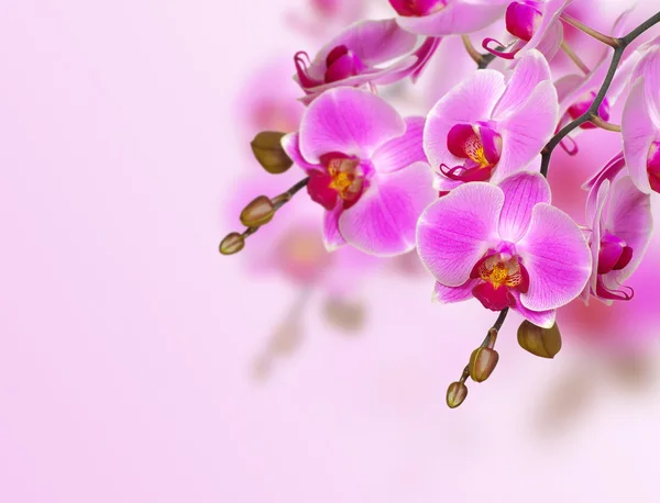 Orchidee — Stockfoto