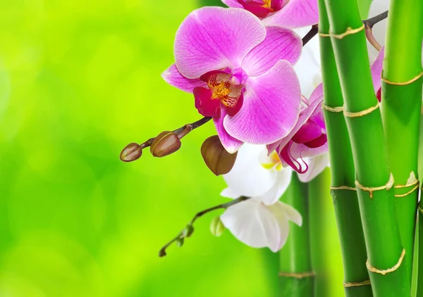 Green bamboo and orchid — Stock Photo, Image