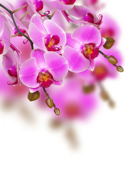 Orchidea — Foto Stock