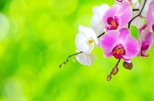 Orquídea — Fotografia de Stock