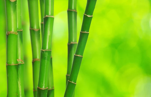Bambù verde — Foto Stock
