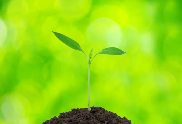 Grüne Pflanze — Stockfoto