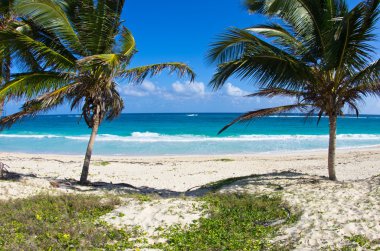 Palmiyeler ve plaj