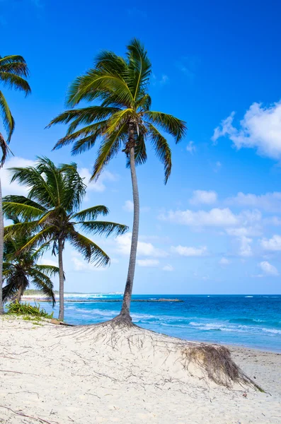 Beach with palm trees — Stock Photo, Image