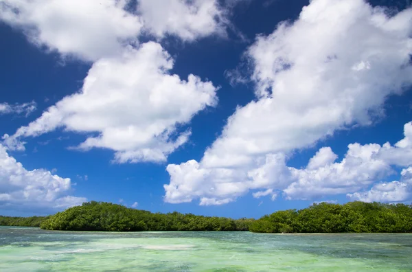 Mangrovenbäume — Stockfoto