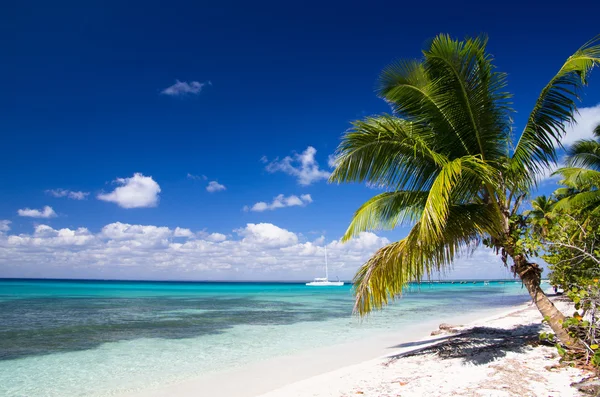 Palme e spiaggia di mare — Foto Stock