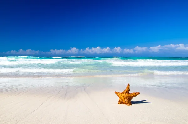 Estrella de mar con playa —  Fotos de Stock