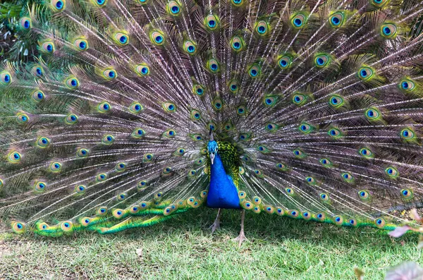 Peacock — Stock Photo, Image