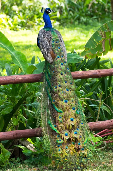 Pavão — Fotografia de Stock