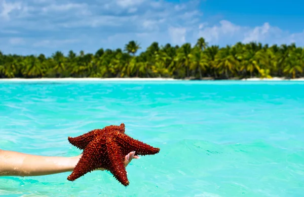 Starfish in hand — Stock Photo, Image