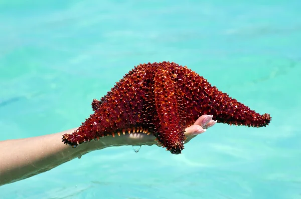 Starfish in hand — Stock Photo, Image