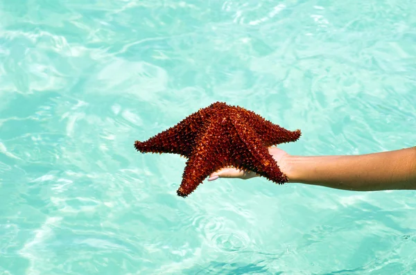 Starfish in hand — Stock Photo, Image