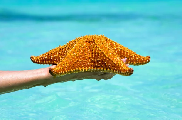 Starfish in hand — Stock Photo, Image