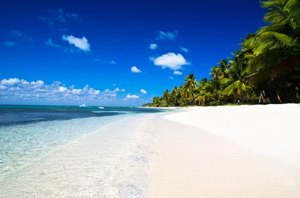 Strand och palm — Stockfoto