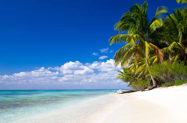 Playa y palmera — Foto de Stock
