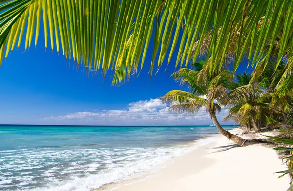 Praia e palmeira — Fotografia de Stock