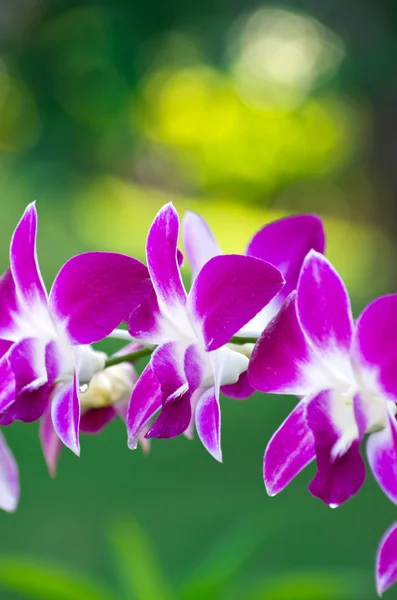 Orchidee — Stockfoto