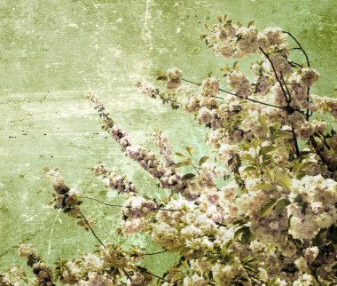 Grunge kiraz çiçekleri