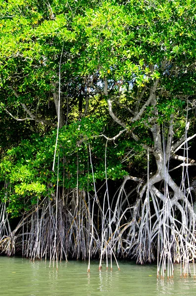 Árboles de manglar —  Fotos de Stock