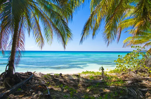 Tropiska havet — Stockfoto