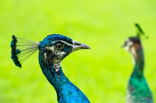 Pavo real — Foto de Stock