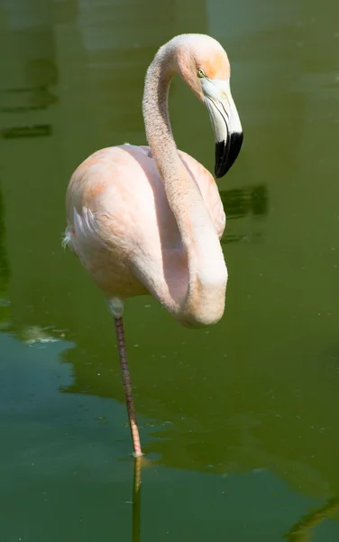 Flamingor — Stockfoto