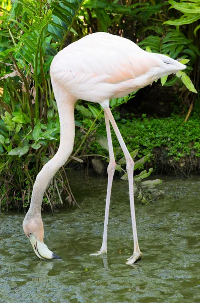 Flamingo — Fotografia de Stock