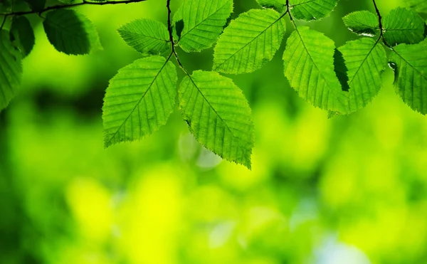 Groene bladeren — Stockfoto