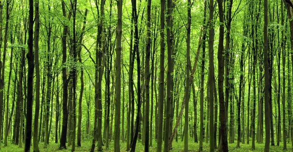 Bosque verde — Foto de Stock