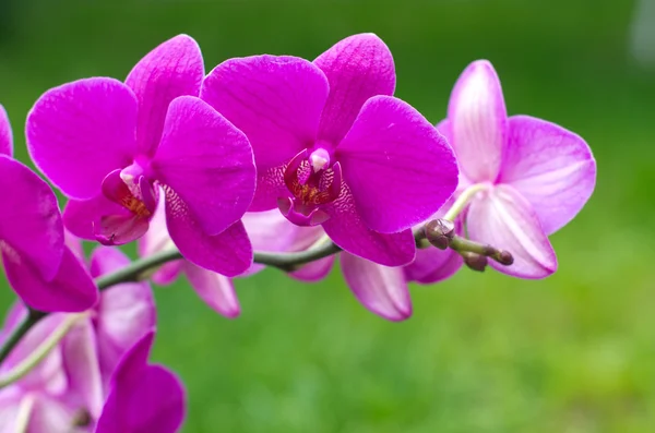 Orchidee — Stockfoto