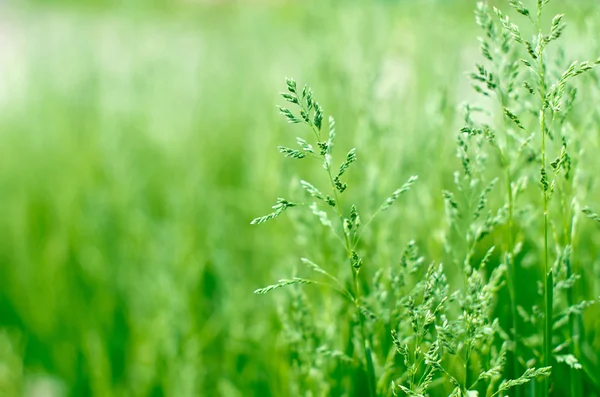 Groen gras — Stockfoto