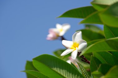 Plumeria çiçekler