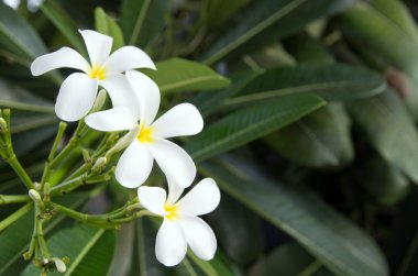 Beyaz plumeria çiçekler