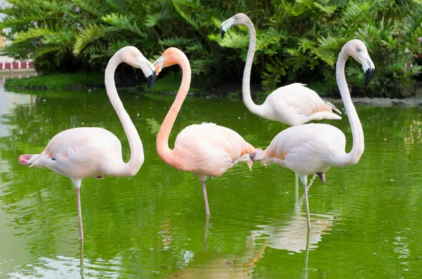Фламинго в воде — стоковое фото