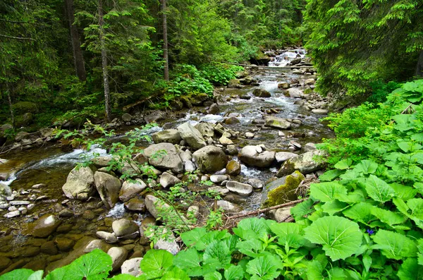 Wald — Stockfoto