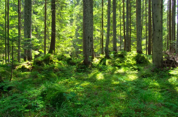 Skog — Stockfoto