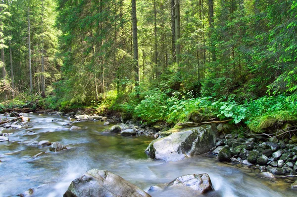 Skog — Stockfoto